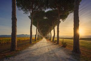 Bolgheri, von Pinienbäumen gesäumte Straße und Weinberge