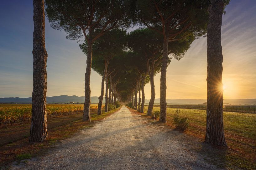 Bolgheri, pine tree lined road and vineyards by Stefano Orazzini