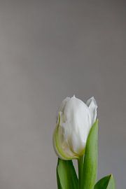 White Tulip I - Silence by Cindy Coenen Fine Art Photography