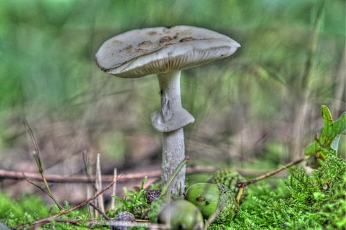 Paddestoel in het Bos