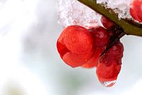 Een rode bloem van de Japanse sierkwee plant in de sneeuw en ijs.