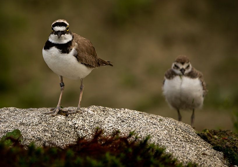 Kleine plevier met jong. van Wouter Van der Zwan