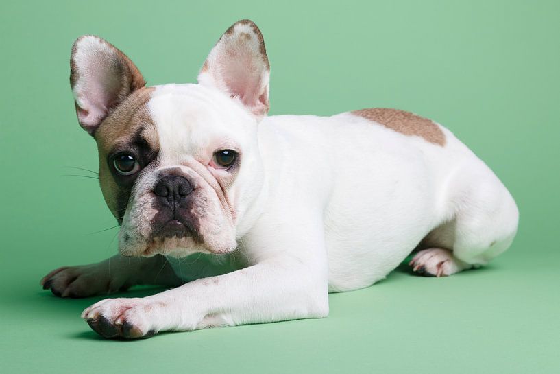 Mollie Franse Bulldog by LUNA Fotografie