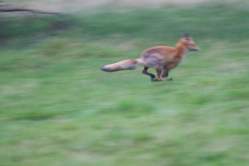 Fox on the run by rene marcel originals