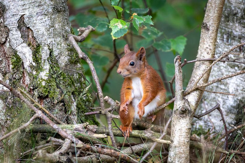 Eichhörnchen 4 von Jaap Tempelman