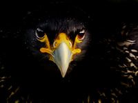 Falklandcaracara