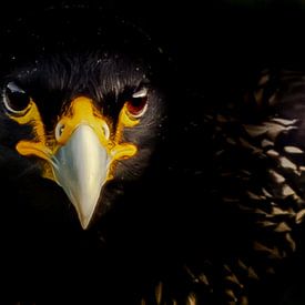 Falklandcaracara van Arie Jan van Termeij