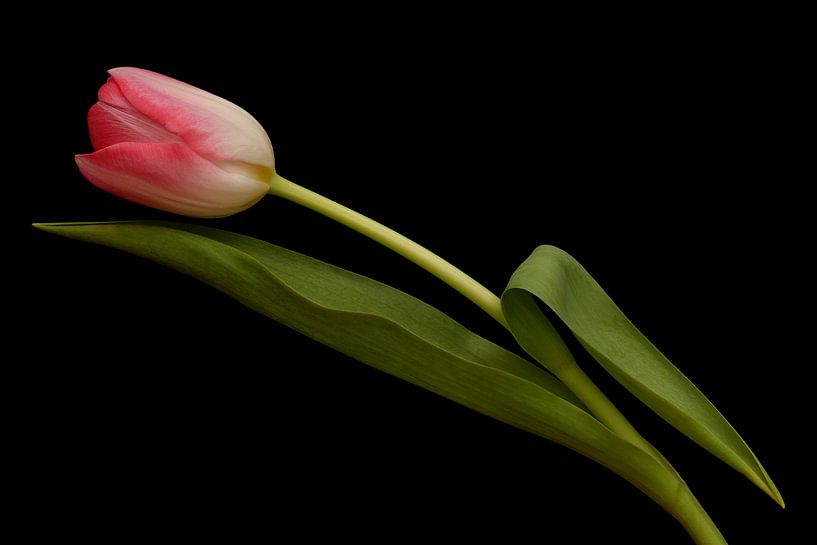 Pink Tulip against a black background by Ronald Pol