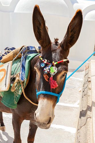 Ezel met kleurrijke uitdossing op het  Griekse eiland Santorini, Griekenland.