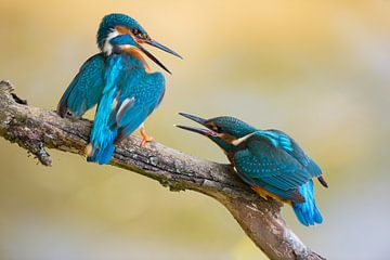 hartnäckig... Eisvogel *Alcedo atthis*, Jungvogel wird aus elterlichem Revier vertrieben von wunderbare Erde