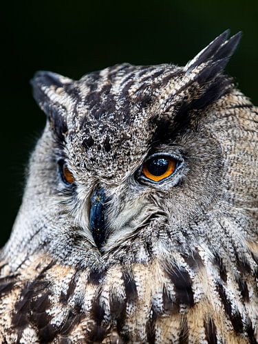 Hibou grand-duc sur Scholtes Fotografie