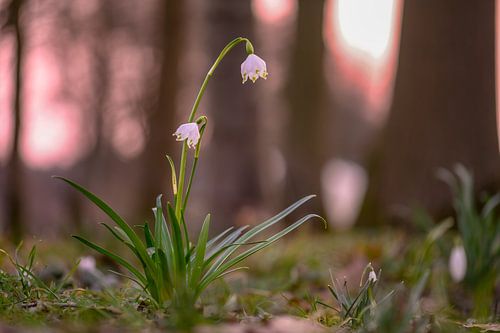 flowers part 56