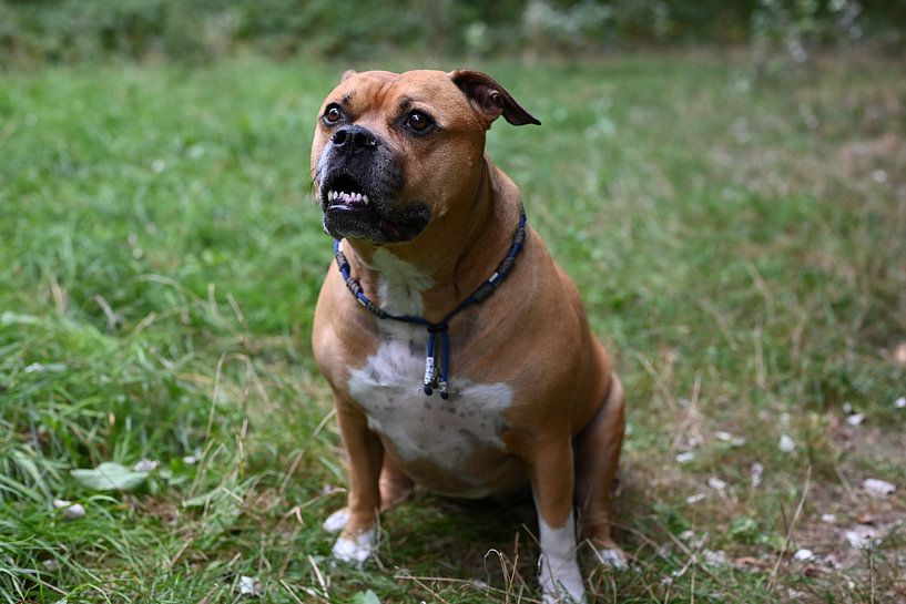 Bruine stafford hond zittend in het bos kijkend in de camera van JGL Market