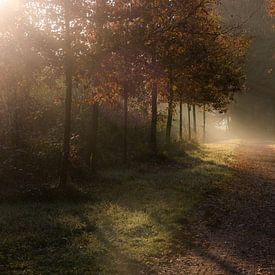 L'automne dans la forêt sur Inez VAN DE WEYER