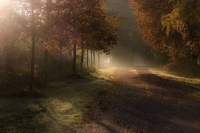 Herfst in het bos van Inez VAN DE WEYER