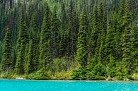 Joffre-Lake met groene bomen op de achtergrond van Hans-Heinrich Runge thumbnail