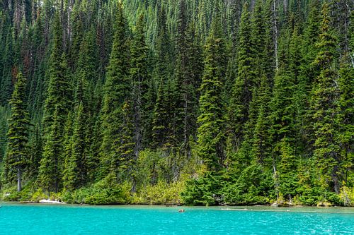 Joffre-Lake mit grünen Bäumen im Hintergrund