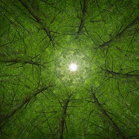 Mandala-Bäume (2) von Mark Scheper