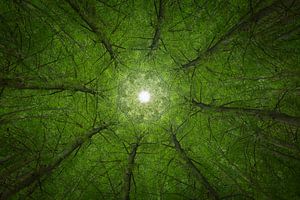 Mandala Trees (2)