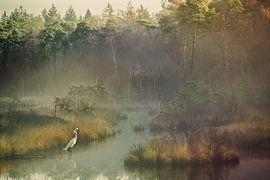 Schöner Silberreiher an einem schönen nebligen Morgen in den Oisterwijkse Vennen