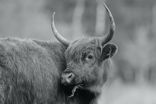 Schotse Hooglander (Zwart/Wit)