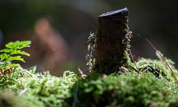 Moss and the tree by Tim Briers
