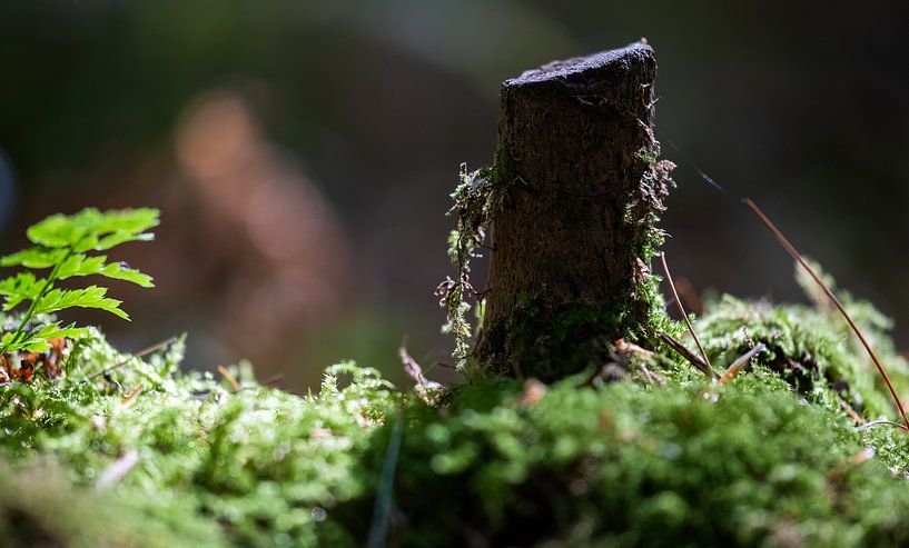 La mousse et l'arbre par Tim Briers