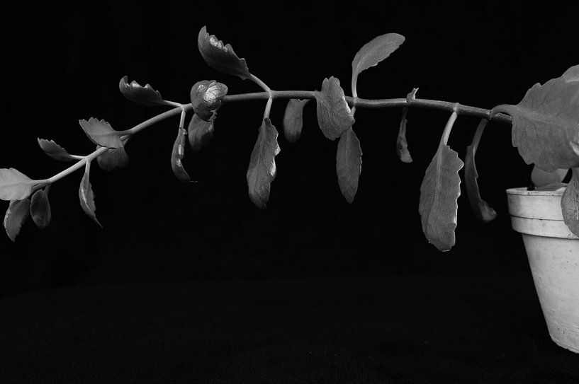 Ways to grow. by Tina Hartung