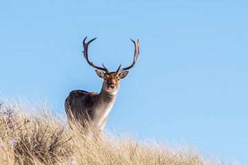 Damhert AWD van Merijn Loch