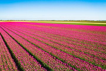 Tulpen in een veld in de lente