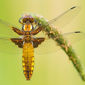 Flat-bellied dragonfly by Rick Goede