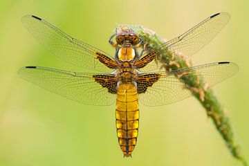 Flat-bellied dragonfly by Rick Goede