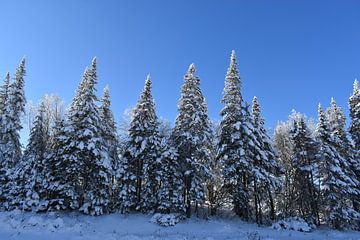 A snowy pine forest under a blue sky by Claude Laprise