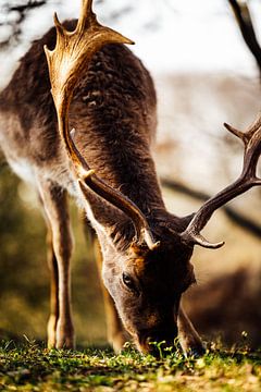 Natuurfotografie - Hert
