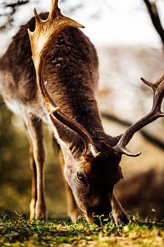 Natuurfotografie - Hert van Michiel de Bruin