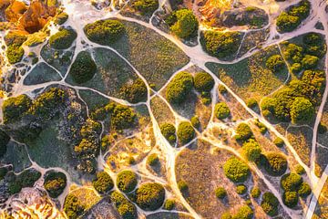 Vegetatie kriskras door wandelpaden aan de kust van de Algarve van Raphotography