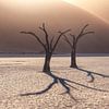 Namibie Arbres de la Deadvlei sur Jean Claude Castor