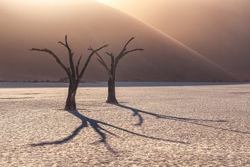 Namibia Deadvlei Bäume von Jean Claude Castor