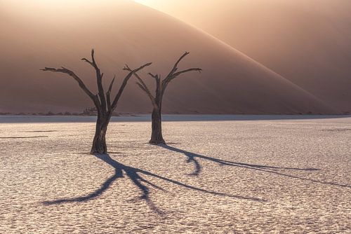 Namibië Deadvlei Bomen