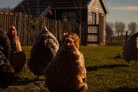 Chickies