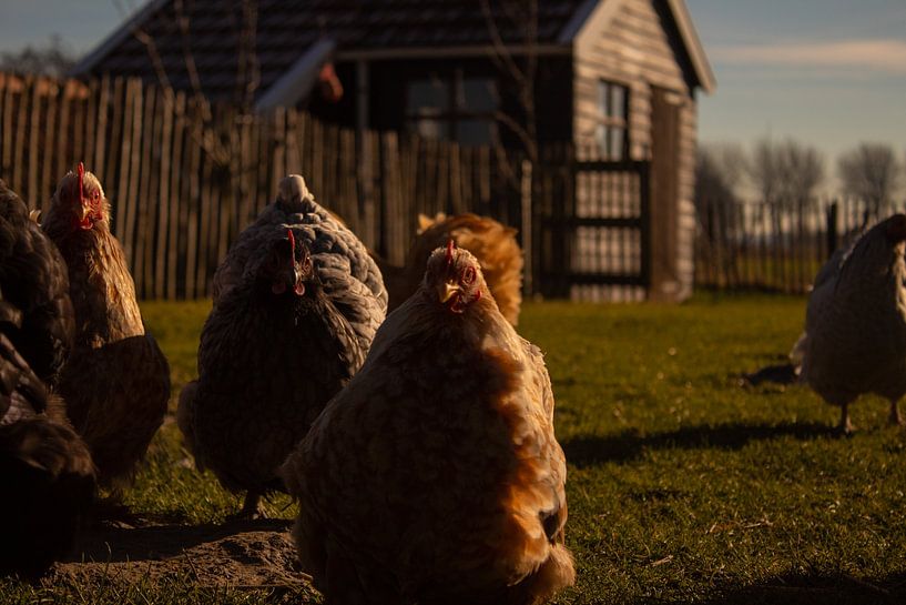 Chickies by Emy Van Assen