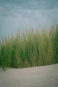 Dunes I