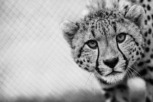 Gepard