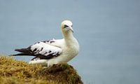 Vögel an den Bempton Cliffs von Babetts Bildergalerie Miniaturansicht