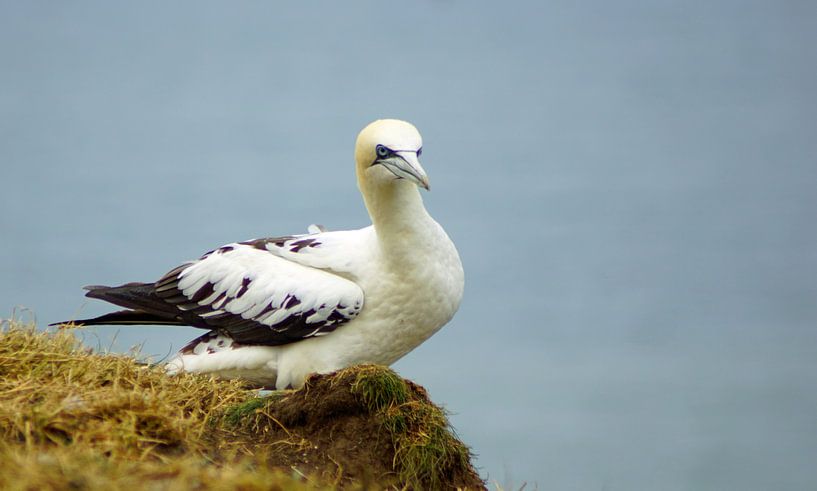 Vogels bij Bempton Cliffs van Babetts Bildergalerie