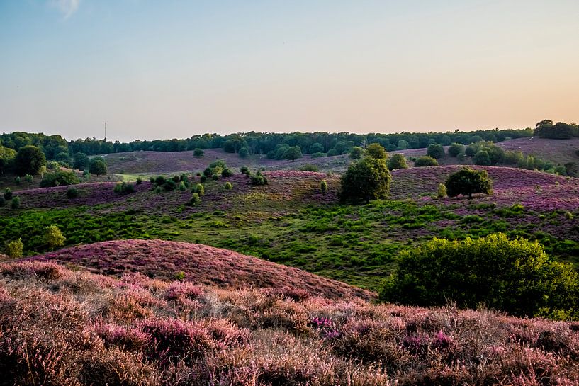 Heath on Veluwe in full bloom by Marcel Krijgsman