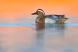 Garganey, Anas querquedula by AGAMI Photo Agency