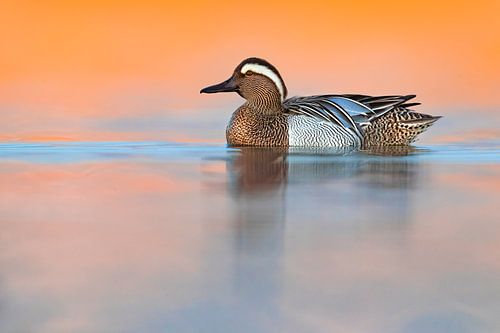 Garganey, Anas querquedula
