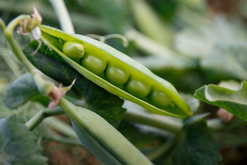 pea harvest by Photoned