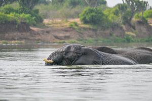 Twee olifanten in het water - Afrikaanse wildernis van dichtbij